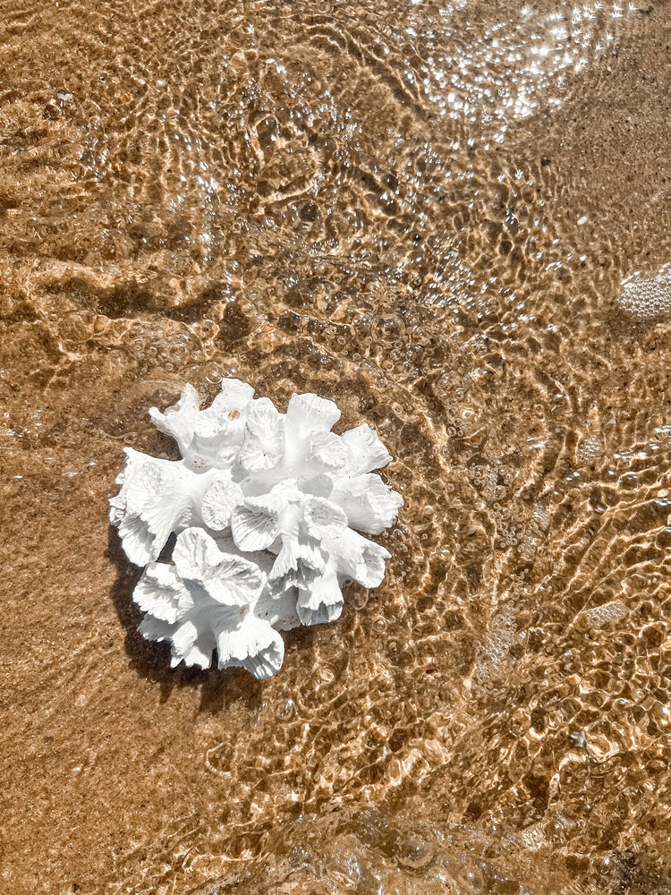 Anemone Resin Coral | 16x8cm