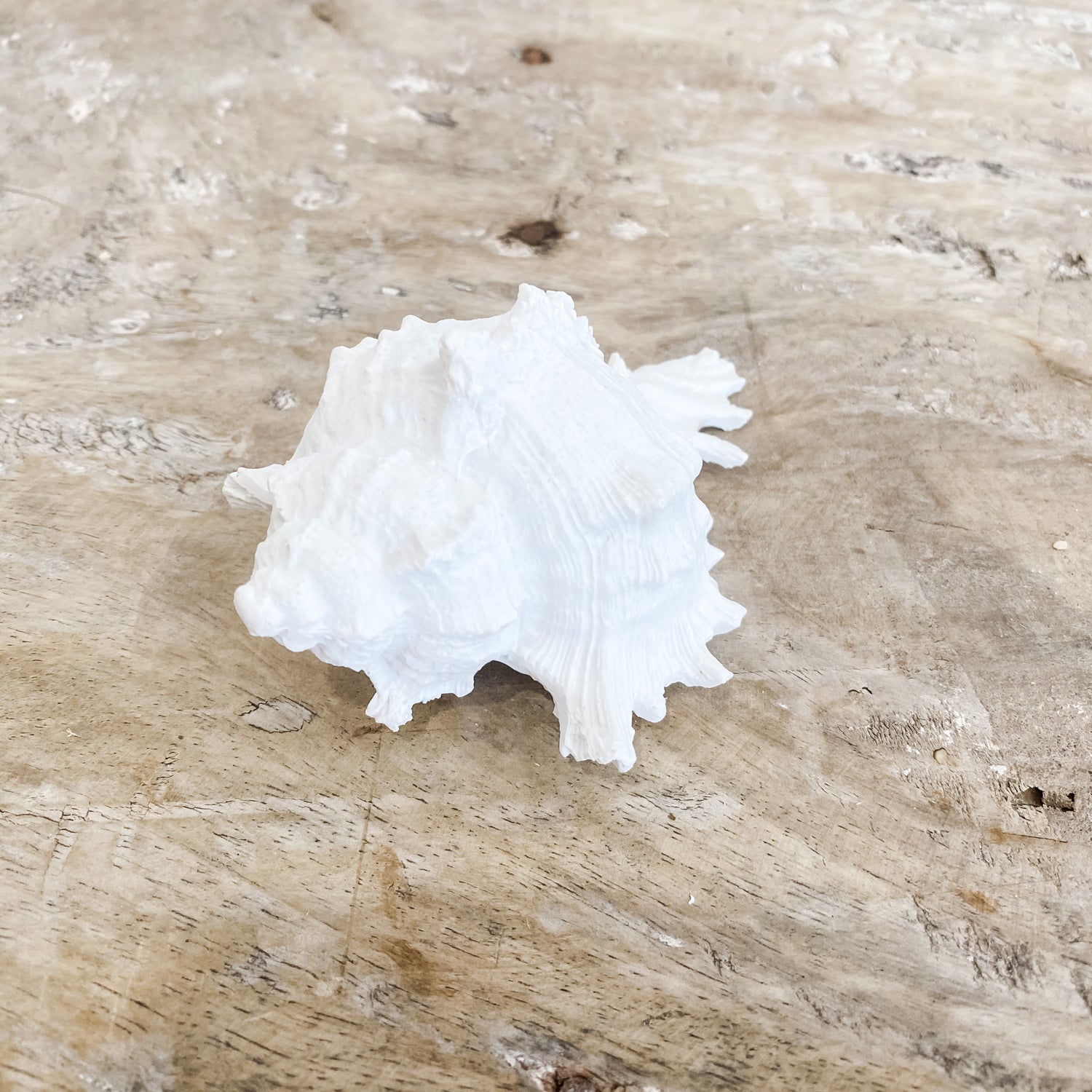 White Murex Shell Coastal Homewares