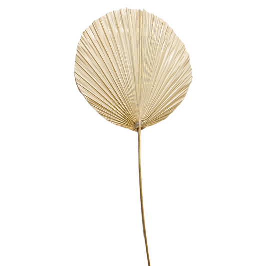 Palm Leaf Stem | Round | Bleached