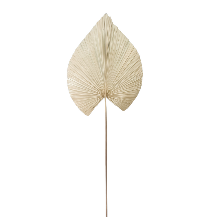 Palm Leaf Stem | Spade | Bleached
