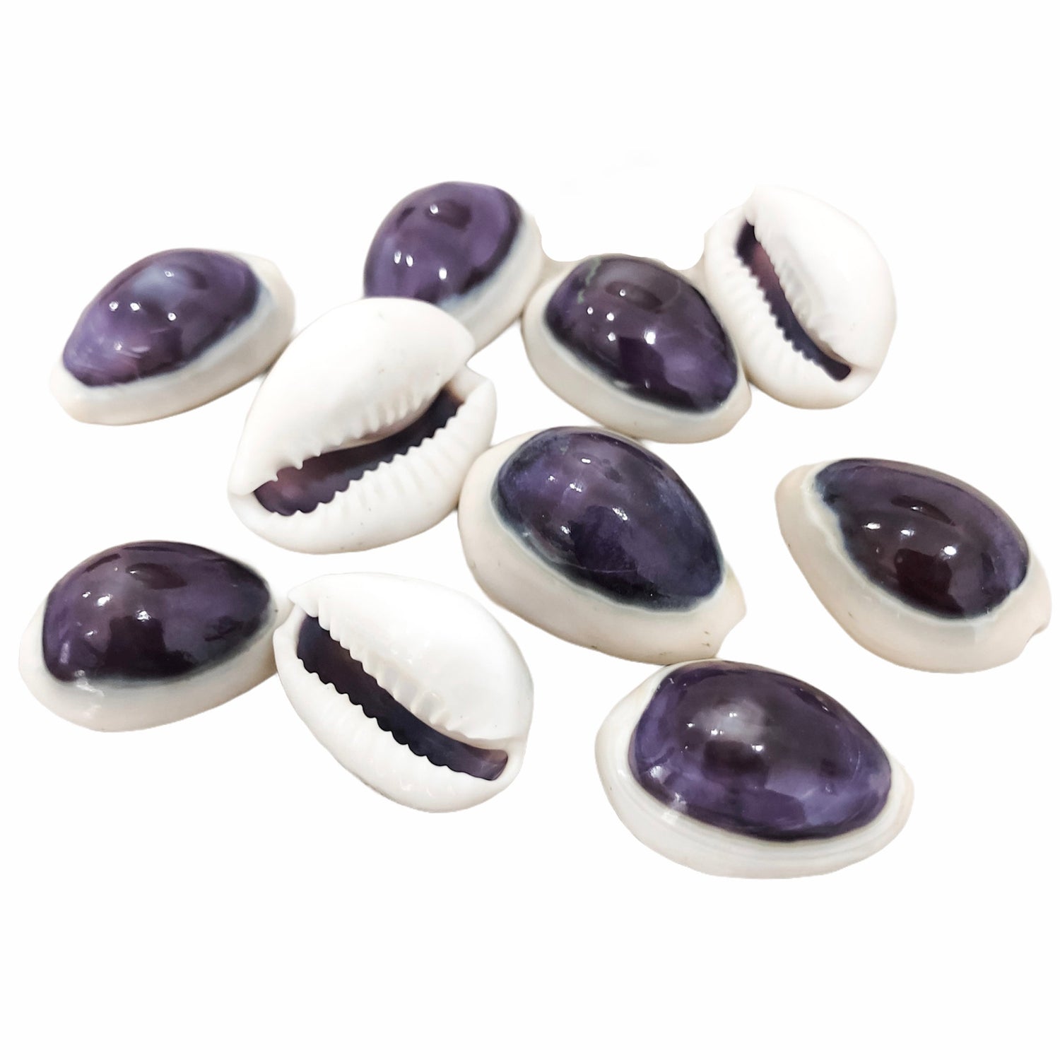 Cowrie Shells with Purple Tops