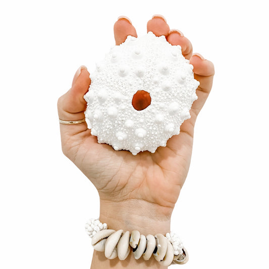 Sea Urchin Knobby Coral