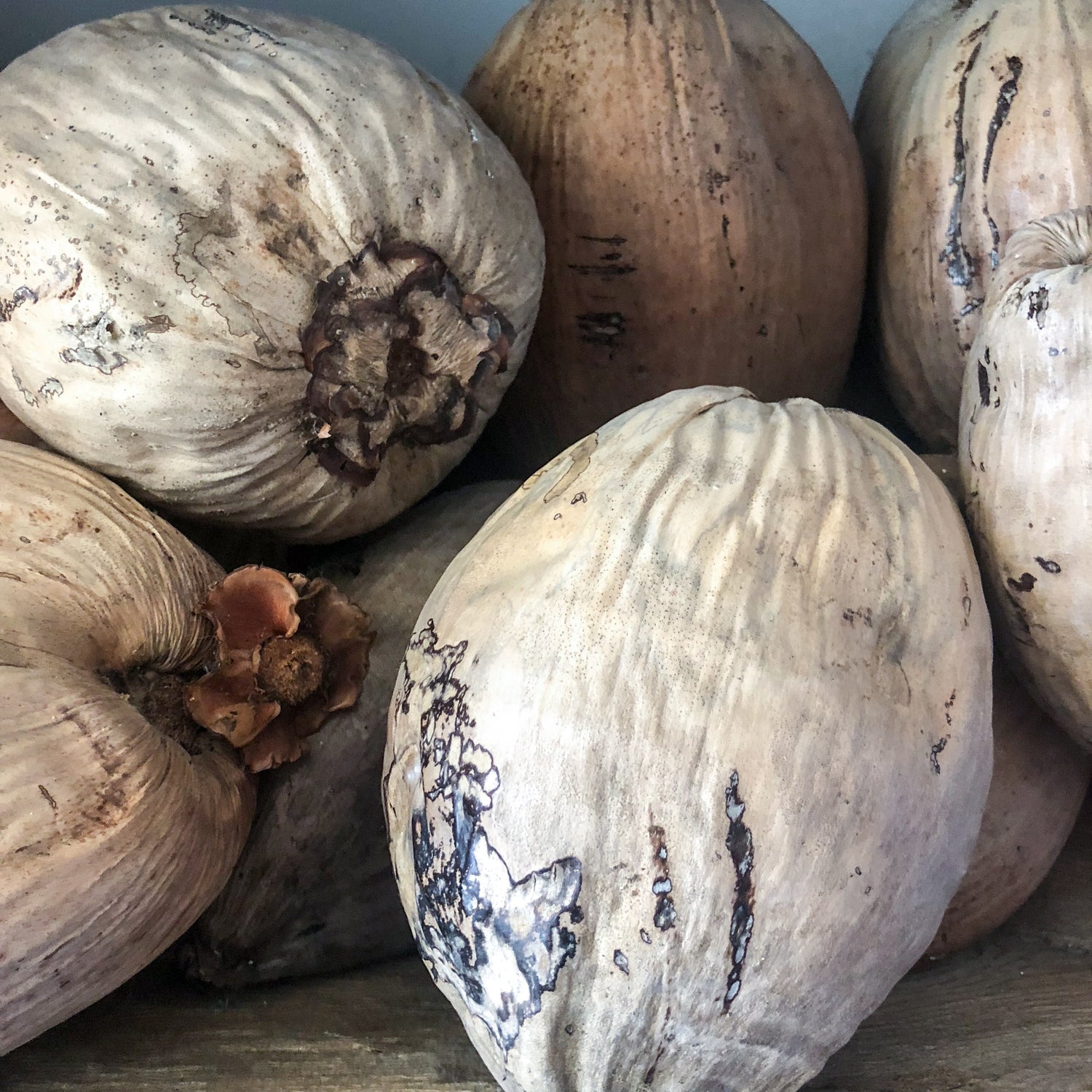 Sunbleached Coconut Coastal Decor