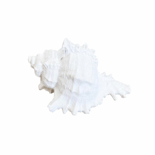 Murex Shell Coastal Decor