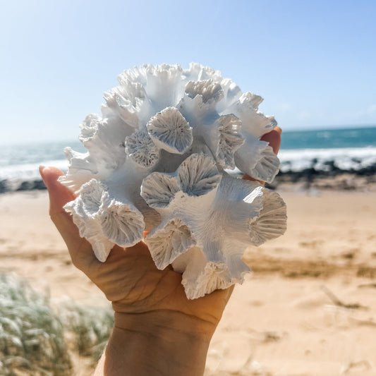 Anemone Resin Coral | 16x8cm