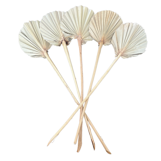 Round Palm | Dried | Natural | Set of 5 Preorder
