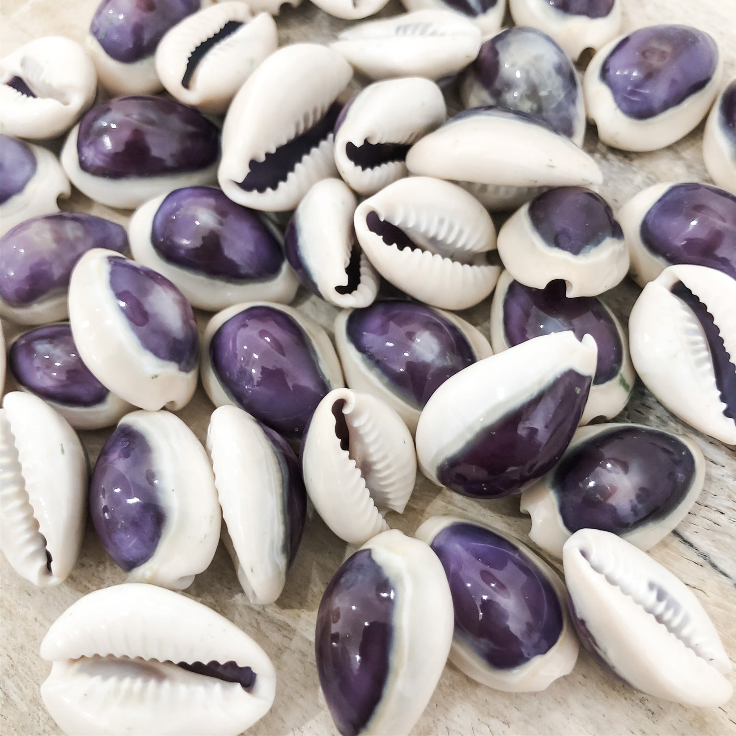 Cowrie Shells with Purple Tops Beach Decor