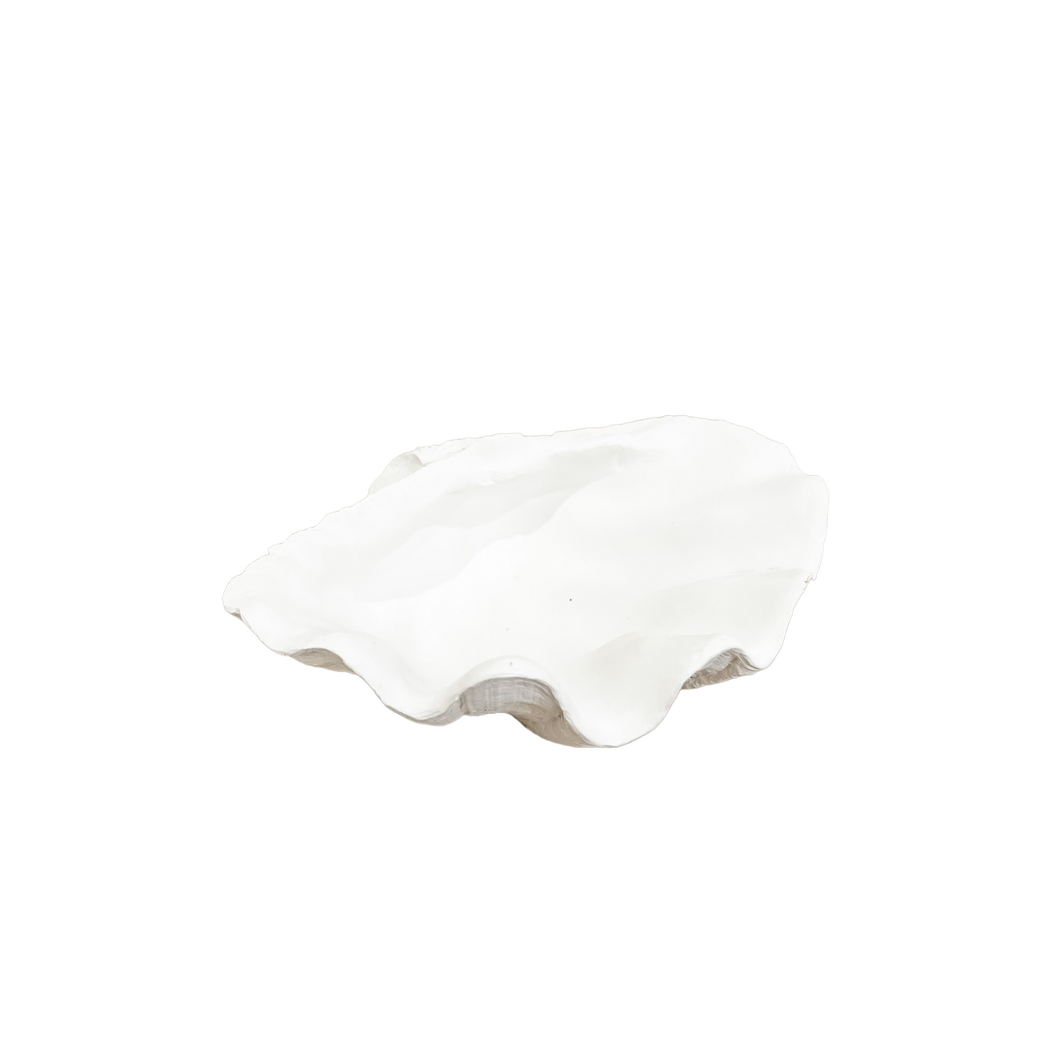 Clamshell White Color Clam Shell | White | Small