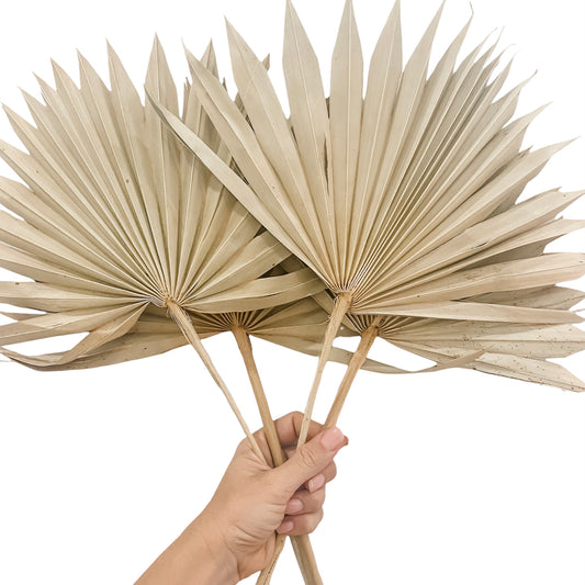 Sun Spear Palm Natural Colour