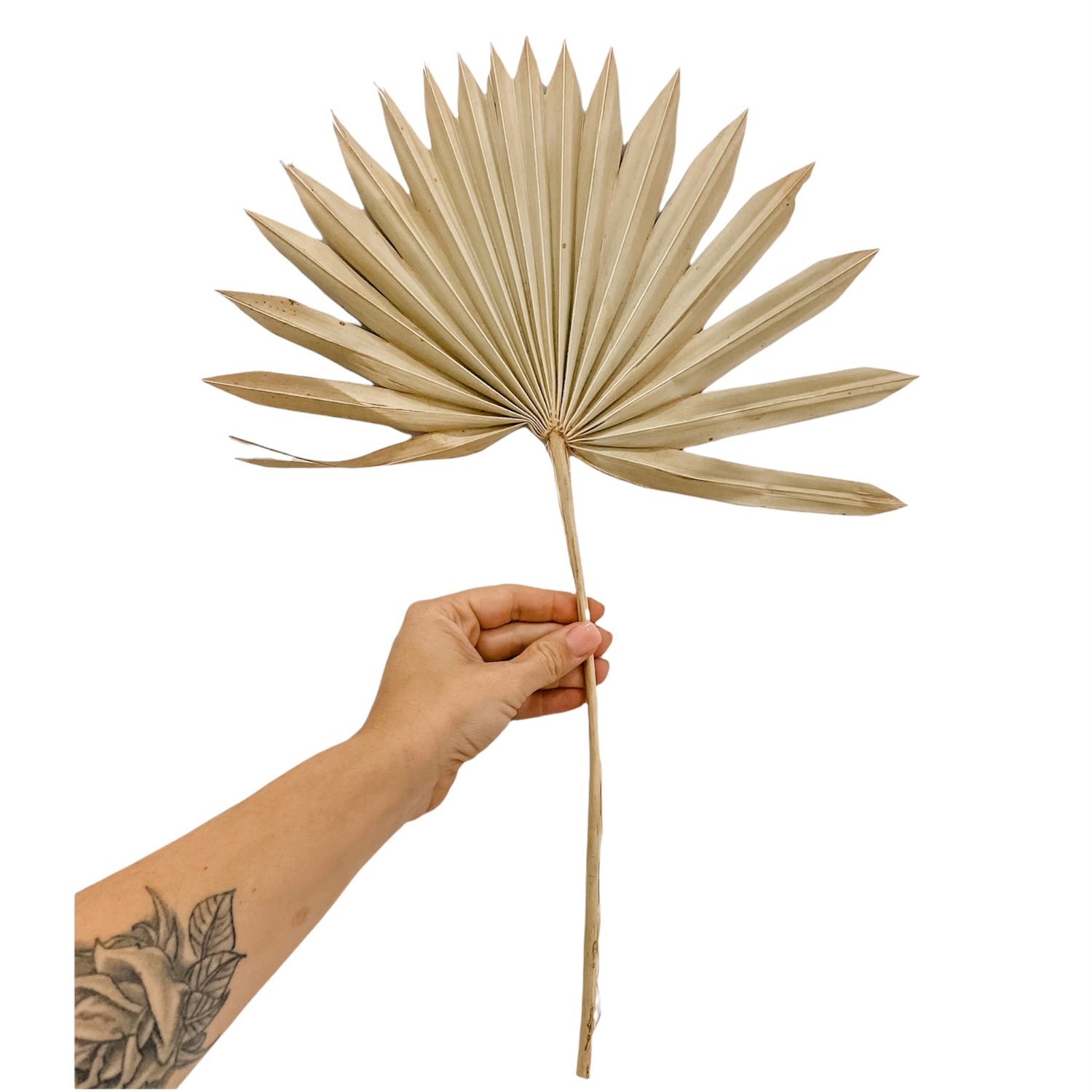 Dried Natural Sun Spear Palm