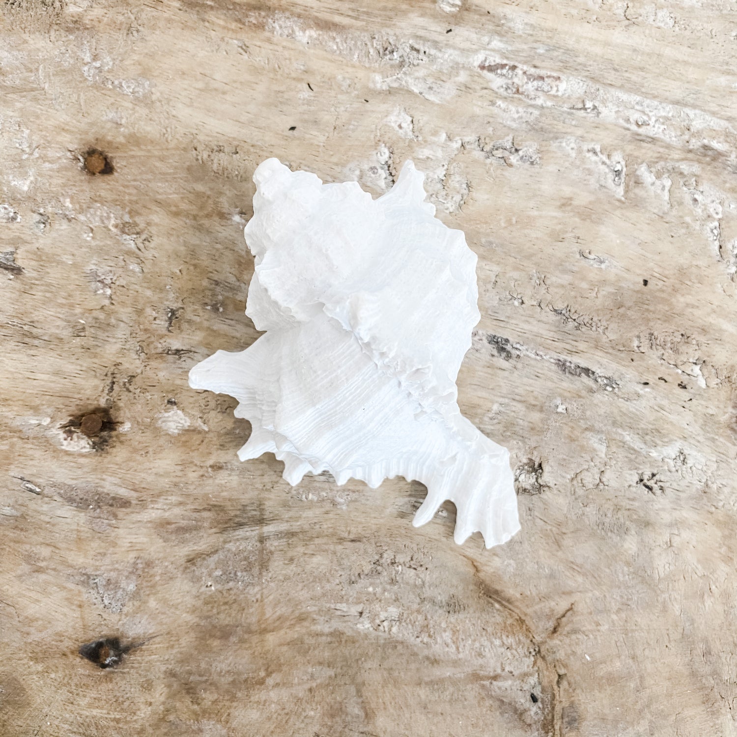 White Murex Shell