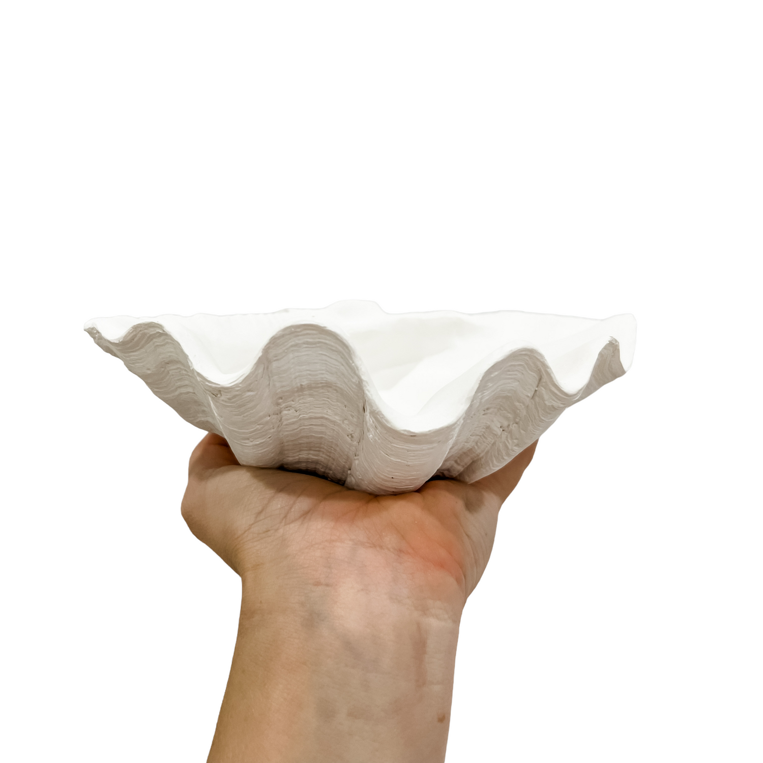 Clamshell White Color Clam Shell | White | Small
