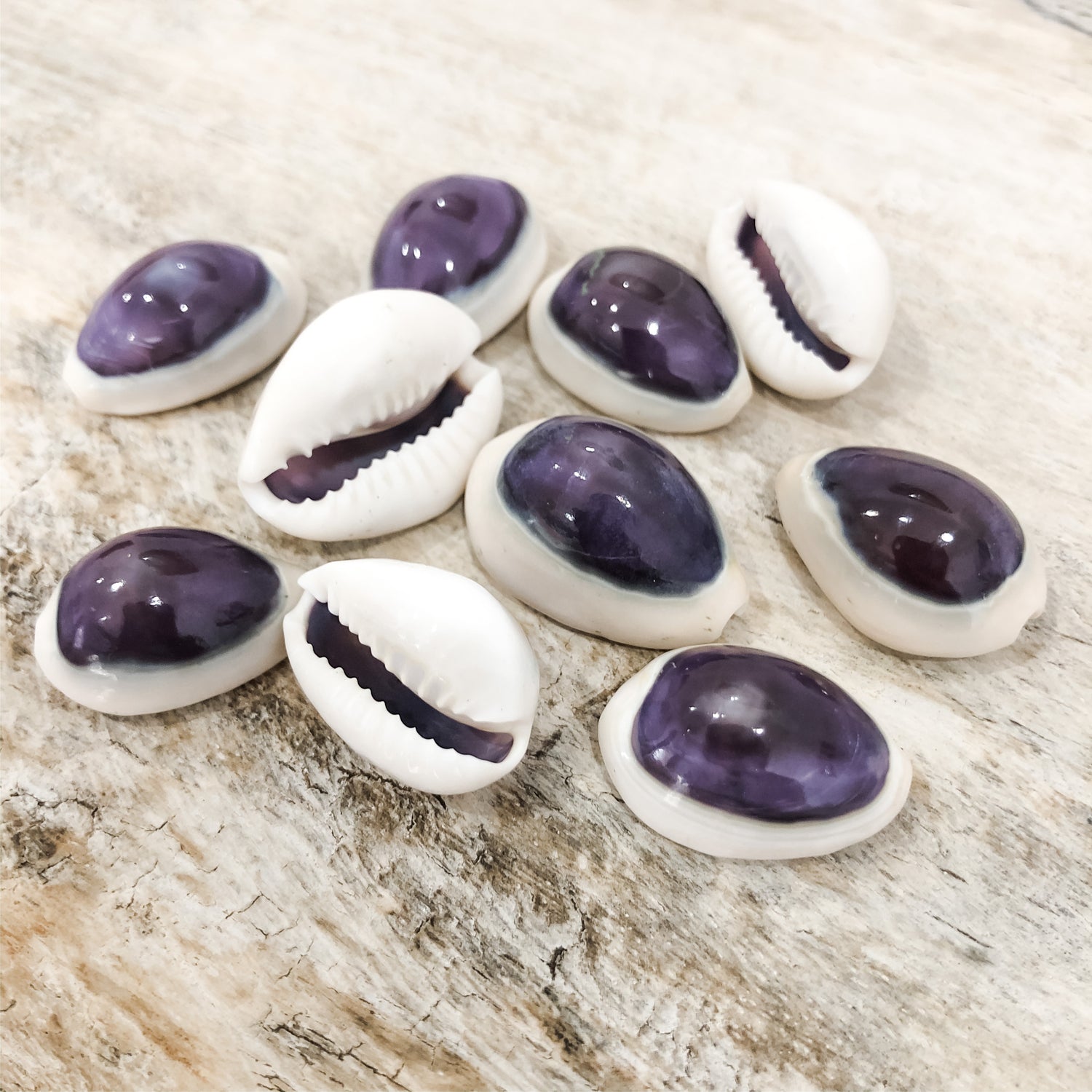 Cowrie Shells with Purple Tops Coastal Decor