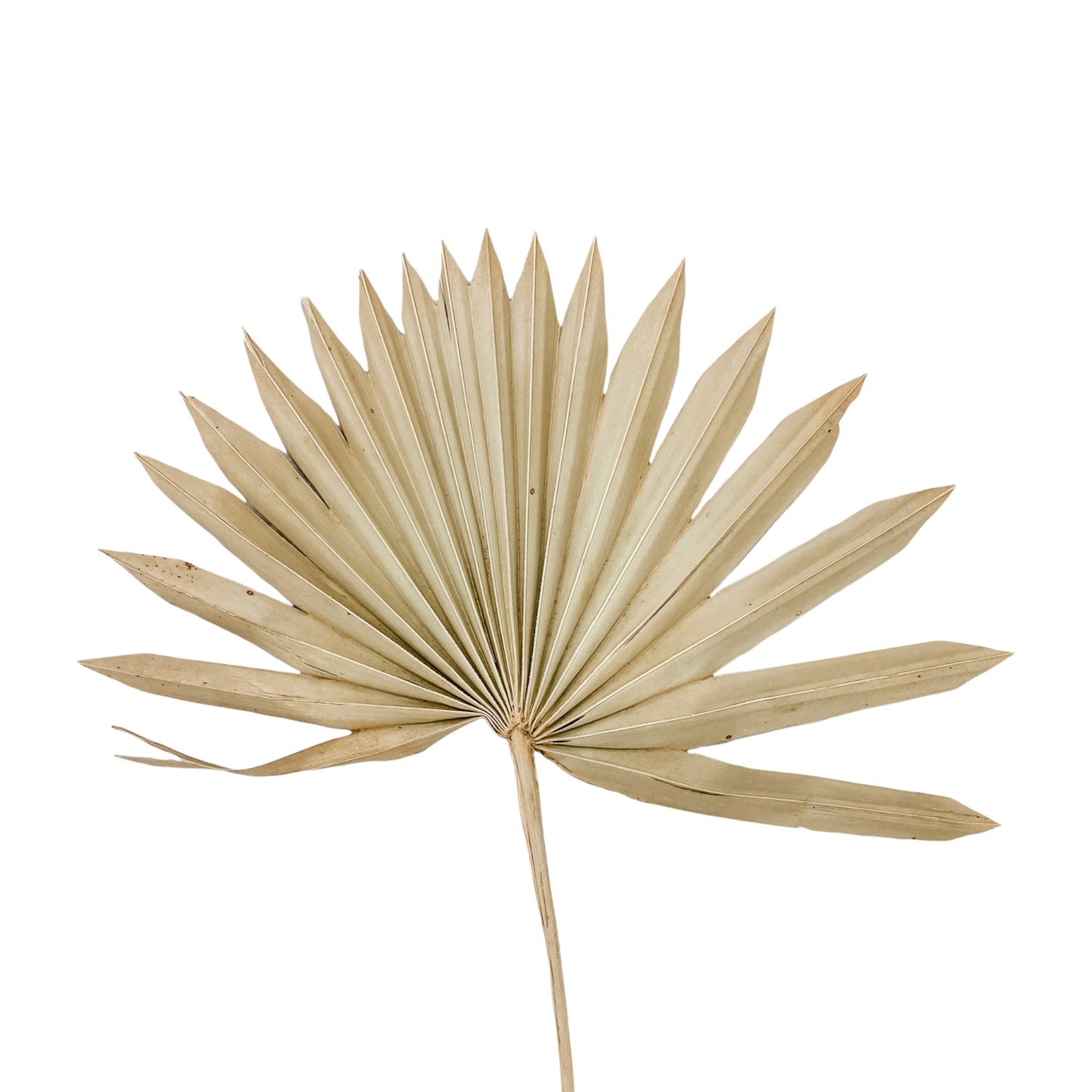 Natural Sun Spear Palm