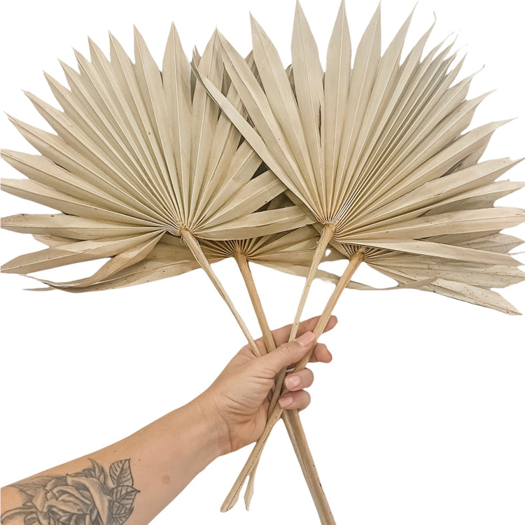 Natural Sun Spear Palm set of four